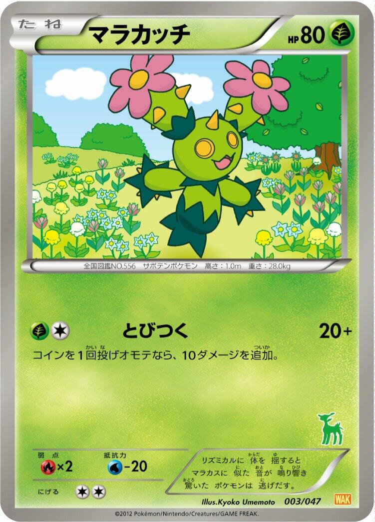 Maractus